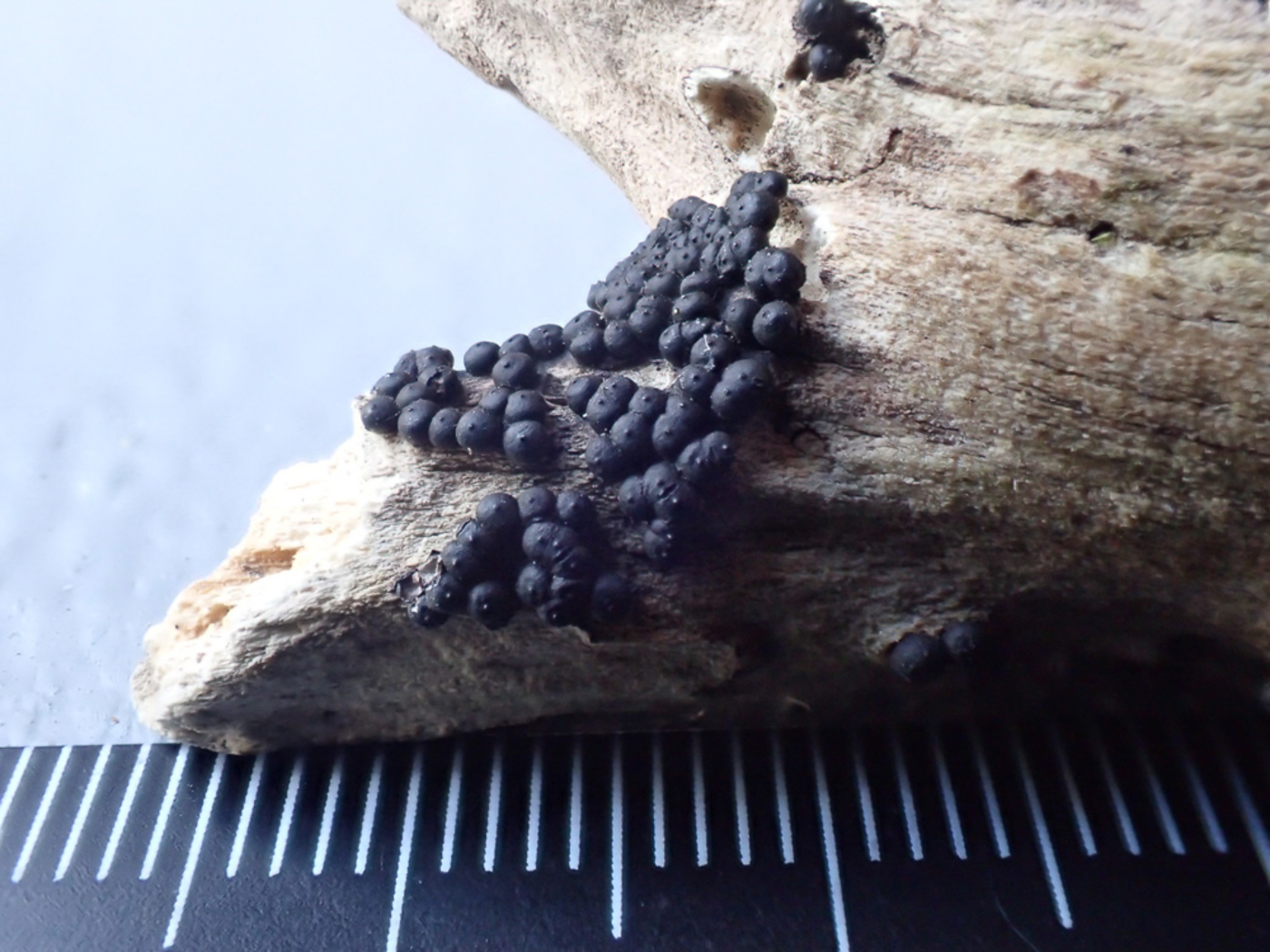 Photo © Sarah Ebdon Rosellinia britannica by Sarah Ebdon